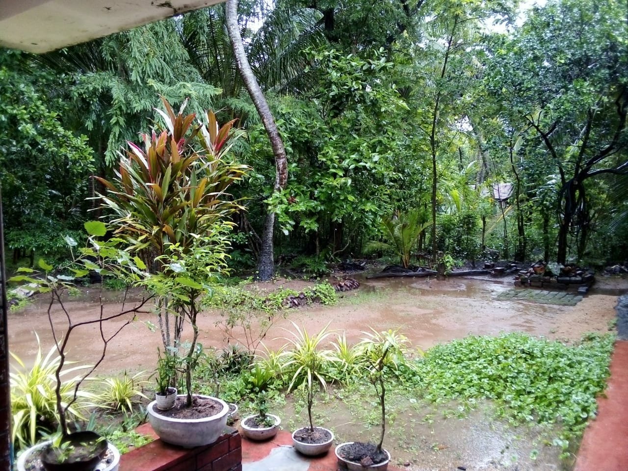 කුඹුර සමඟ අගනා ඉඩමක් විකිණීමට -හිගුරක්ගොඩ
