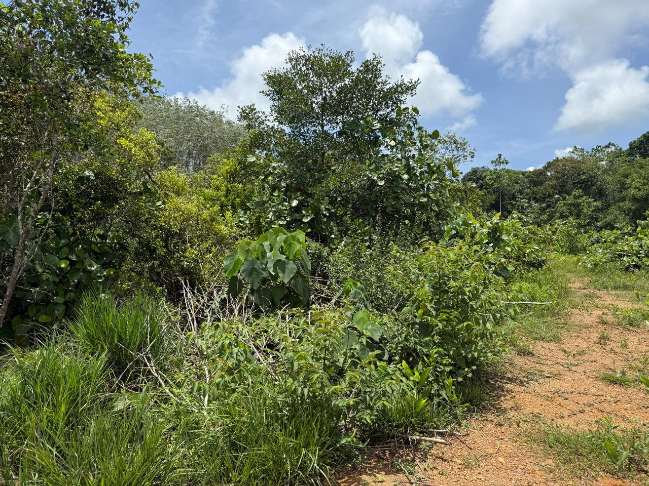 Photo 6