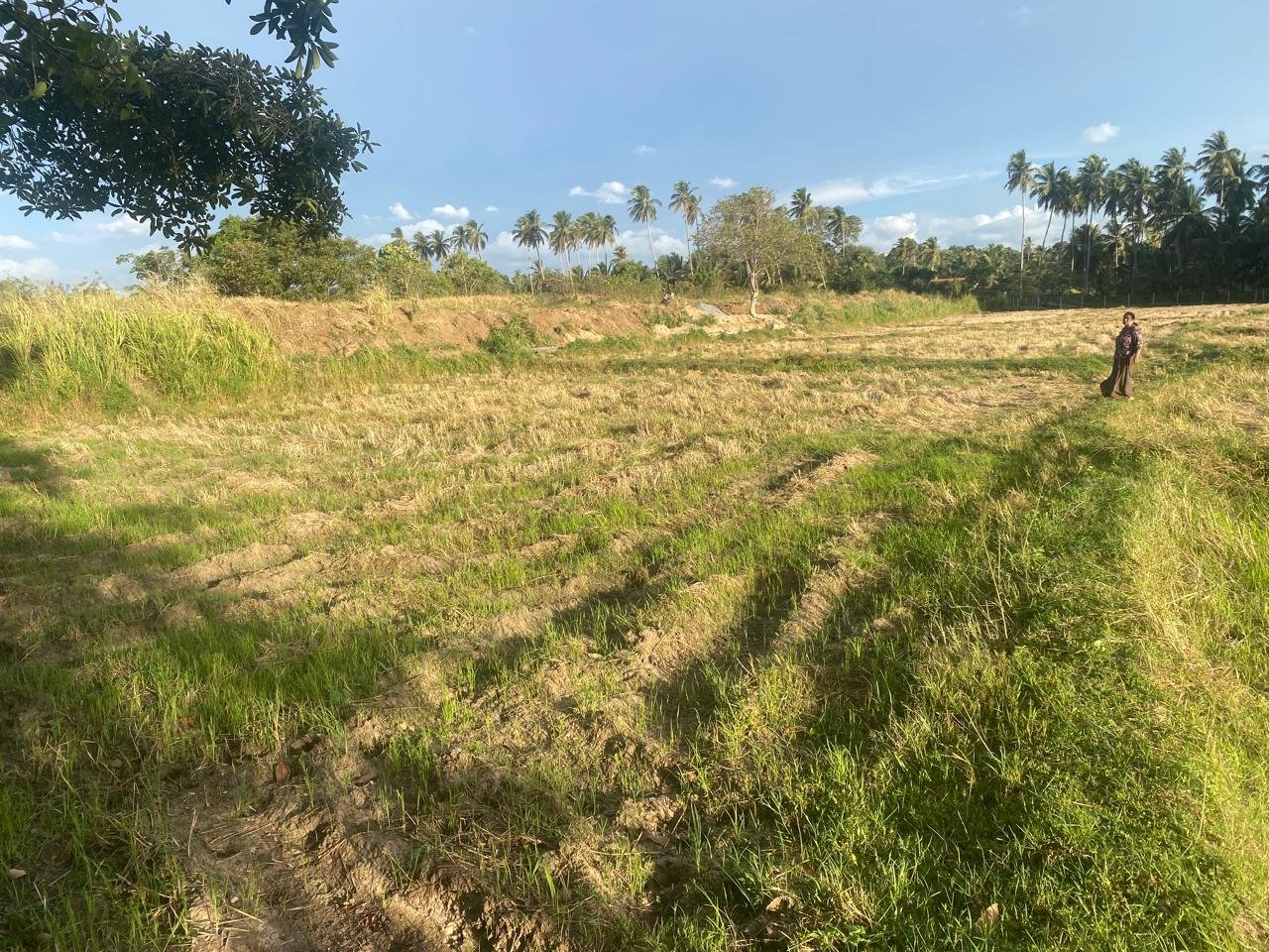 පාදෙණිය ඉක්මනින් විකිණීමට ඇති කුඹුරු ඉඩමක් – ලක්ෂ 37