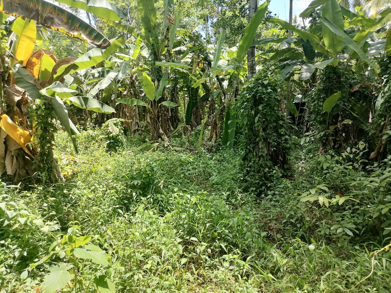 මීරිගමින් පර්චස් 30ක අගනා ඉඩමක් විකිණීමට