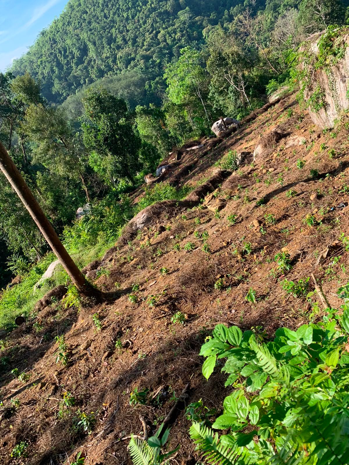 🌿🌶️ නෑබොඩ – වගාවන් සහිත අක්කර 5ක වටිනා ඉඩමක් විකිණීමට! 🌶️🌿