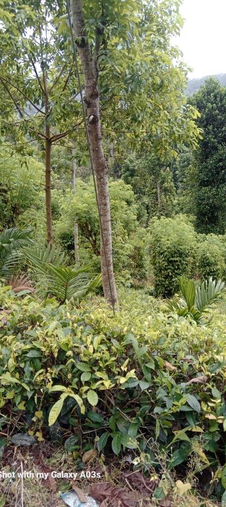 පේරාදෙණිය, නෙල්ලිගල පාරෙන් (මුරුතලාව) වටිනා පර්චස් 212ක අගනා වගා ඉඩම වහාම විකිණීමට (ලක්ෂ 340) / 212 Perches Premium Agricultural/Residential Land for Sale in Peradeniya, Muruthalawa (Nelliga