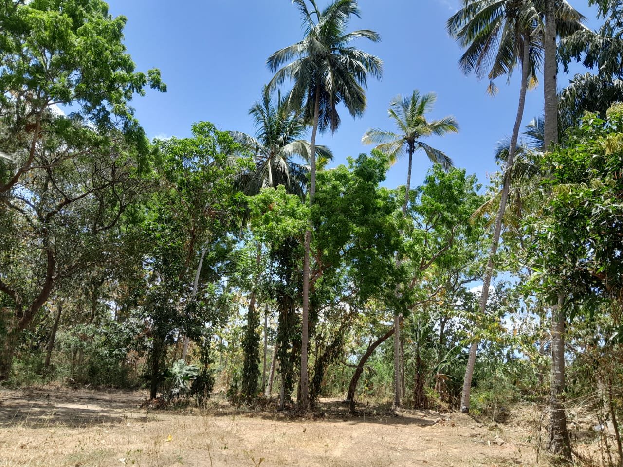🏡🌿 හම්බන්තොට – අගුණුකොළපැලැස්ස, දෙබොක්කාවේ වටිනා පර්චස් 172.5ක ඉඩමක් විකිණීමට! 🌿🏡