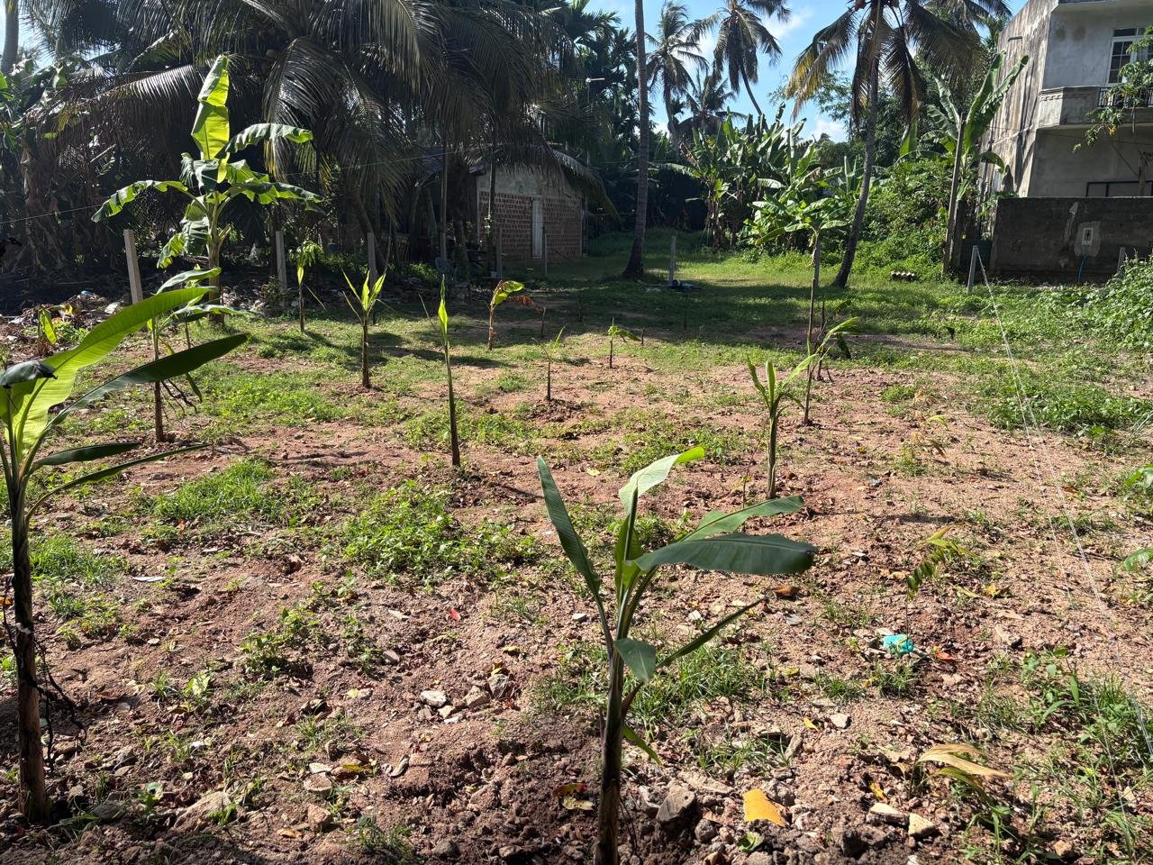 ඒකල ප්‍රදේශයේ අගනා ඉඩමක් විකිණීමට
