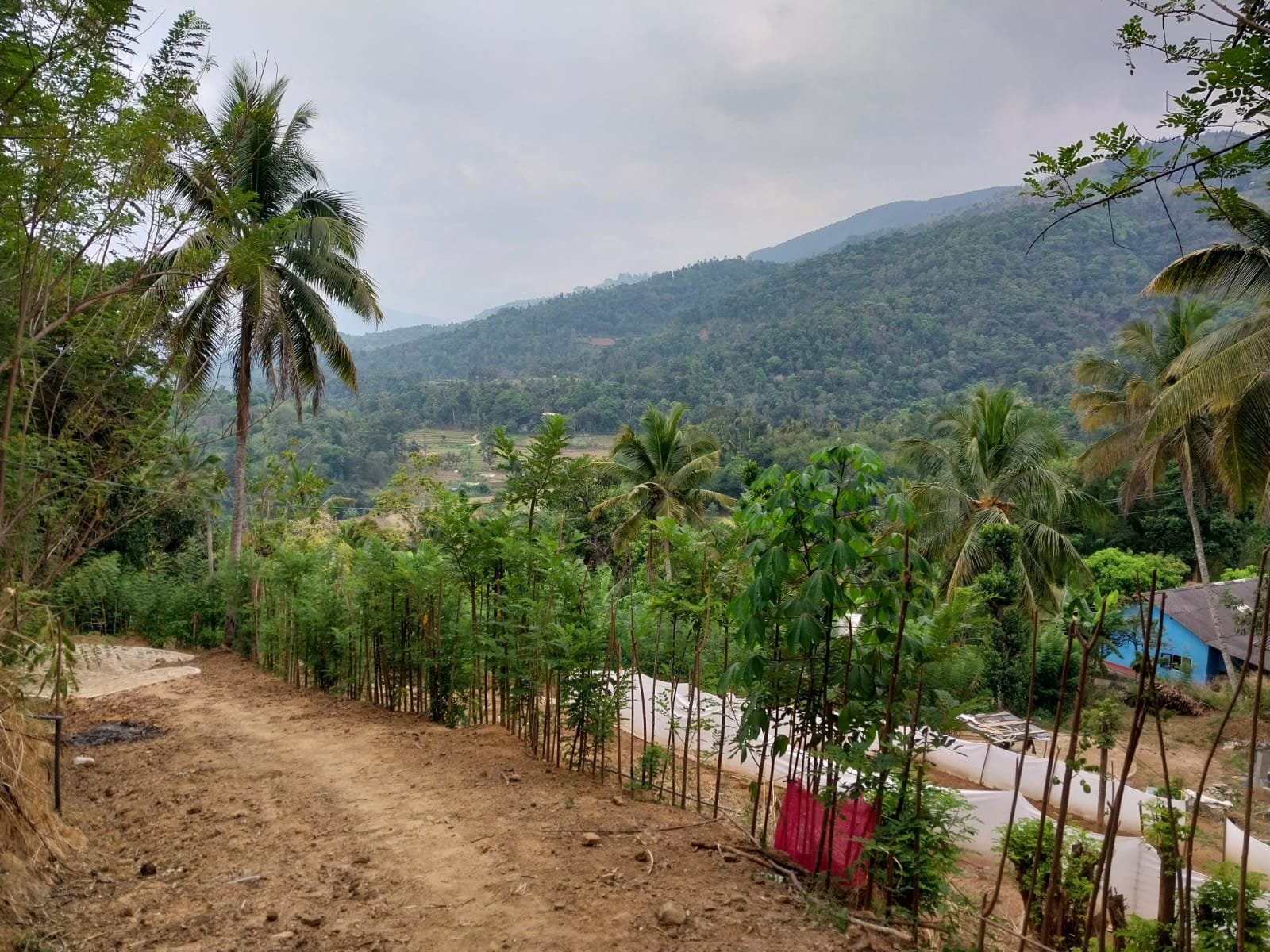 නුගලියද්ද – අක්කර 6කට ආසන්න විශාල ඉඩමක් විකිණීමට