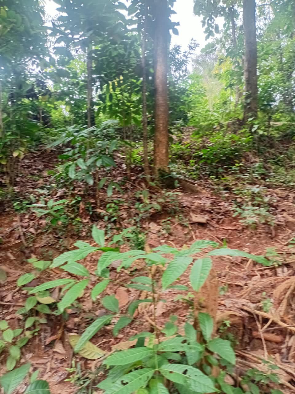 මාවනැල්ල – පින්දෙනිය ප්‍රදේශයේ අගනා පර්චස් 53ක ඉඩමක් විකිණීමට