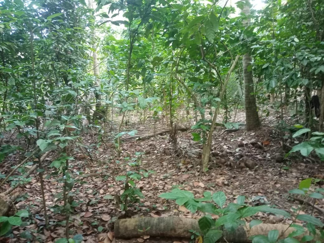 220 residential land Dickwella.