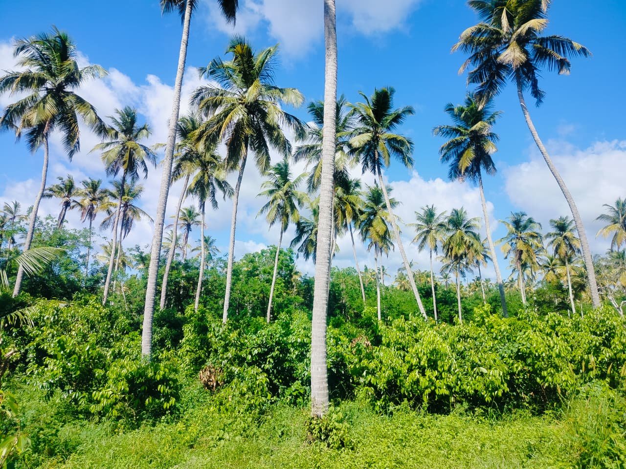 🌴 560 Perches Land for Sale – Weeraketiya, Tangalle