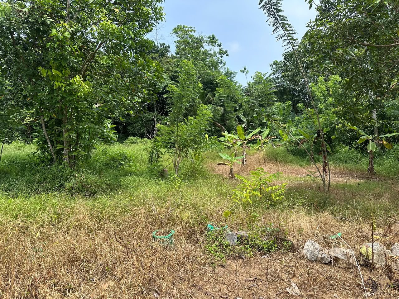 පිළියන්දල, මඩපාතින් පර්චස් 26 ක අගනා ඉඩම විකිණීමට