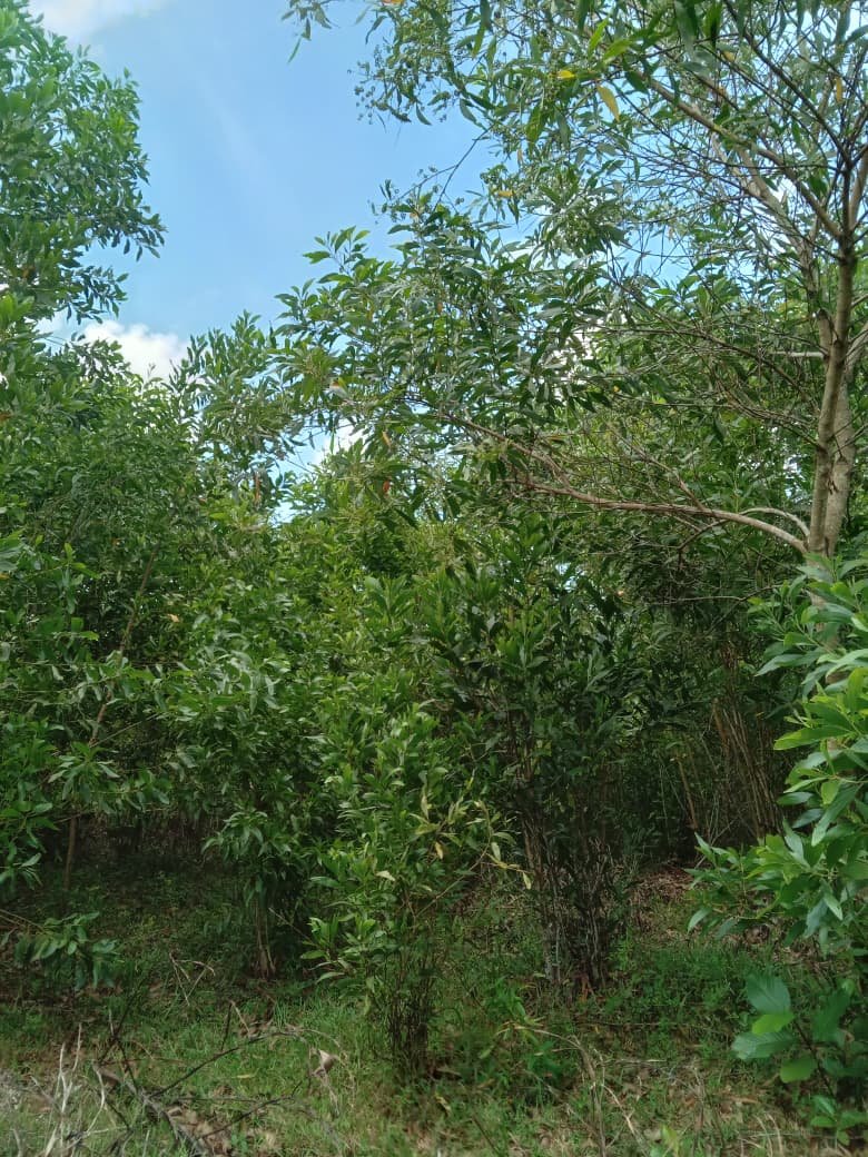 Photo 4