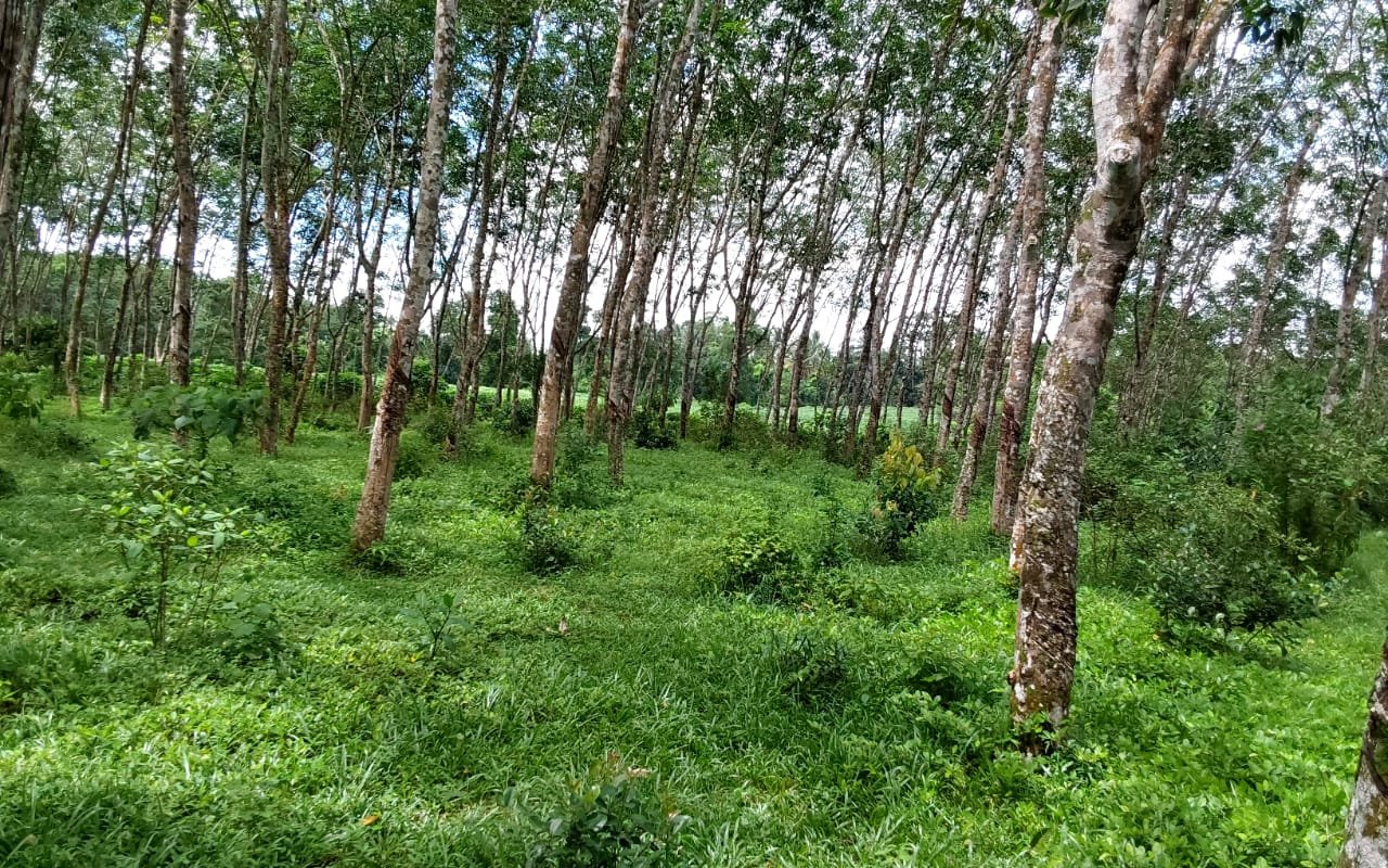 Prime 5-Acre Rubber Plantation & Valuable Land for Sale in Horana
