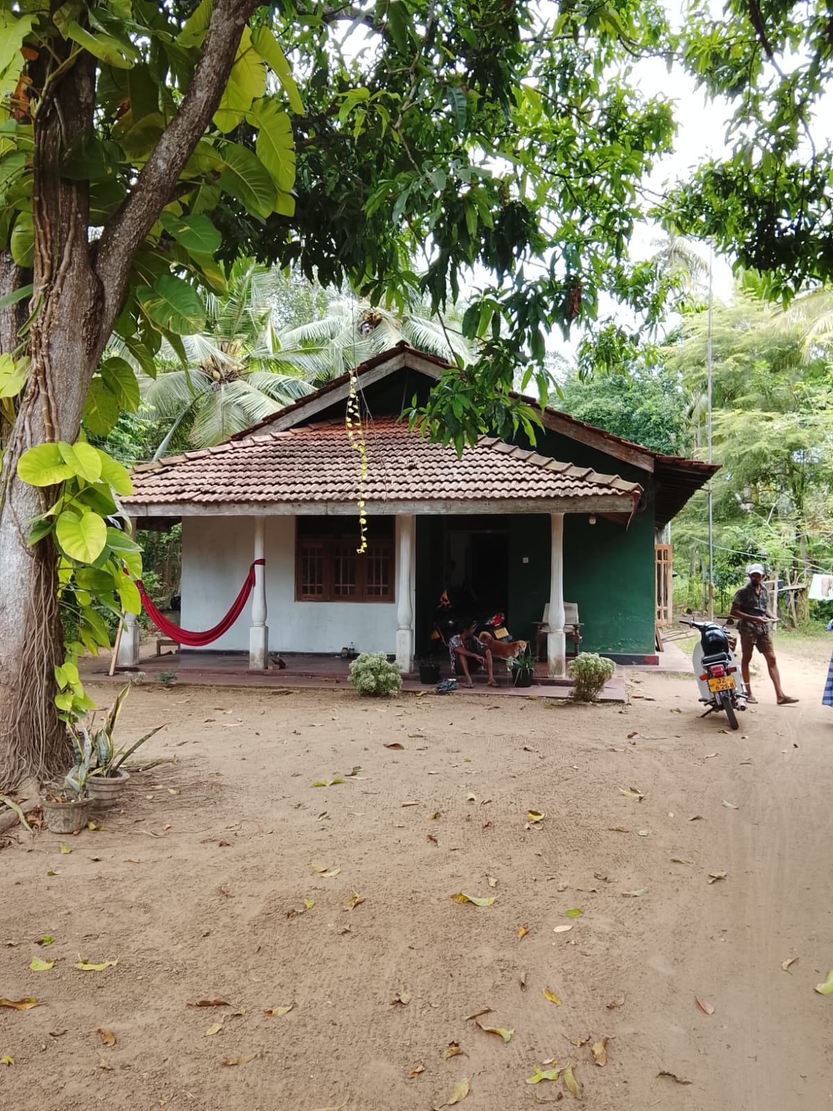කටාන, කඩවලින් පර්චස් 200ක වටිනා පොල් සහ පලතුරු ඉඩමක් සමඟ නිවසක් වහාම විකිණීමට