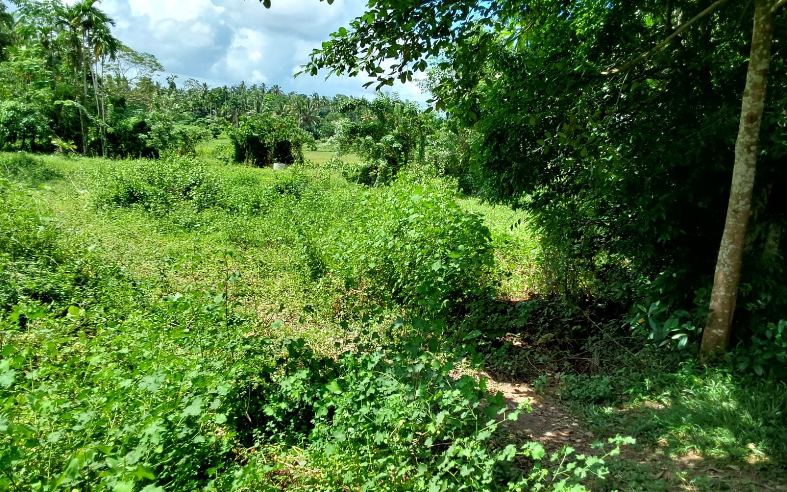 Photo 4