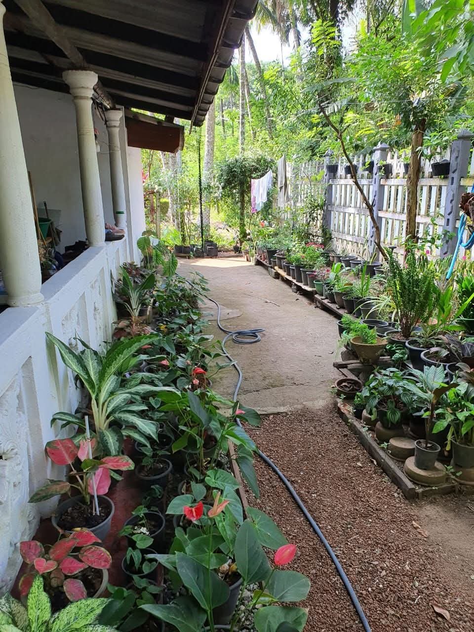 තිහාරිය / යක්කලින් පර්චස් 6.4 ක නිවසක් විකිණීමට- ලක්ෂ 56