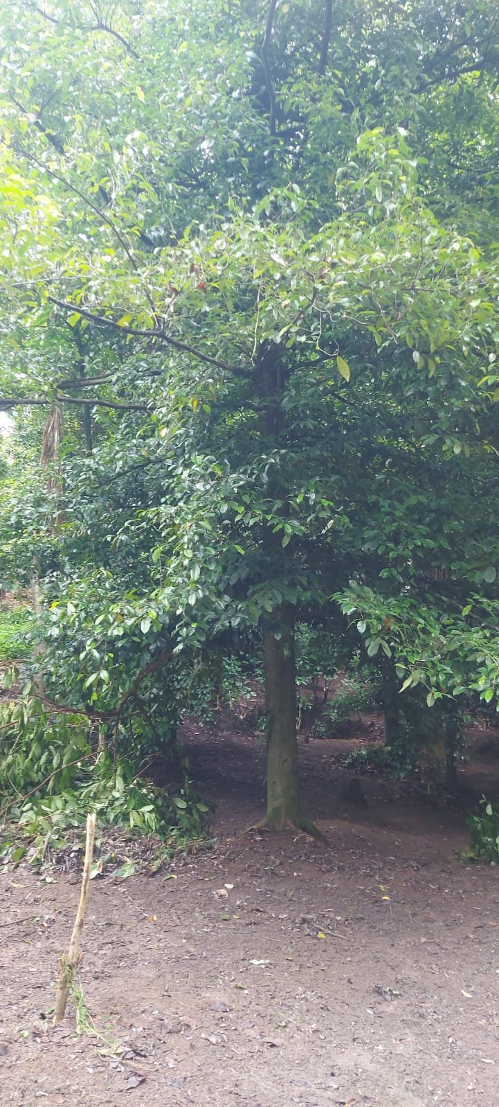 Photo 4