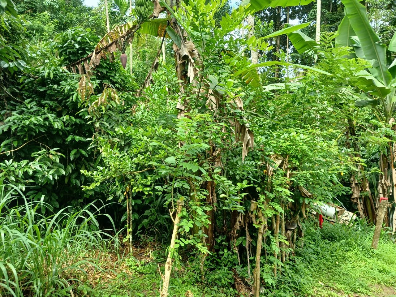 URGENT LAND FOR SALE IN POLGOLLA, KANDY – RS. 6 LAKHS ONLY