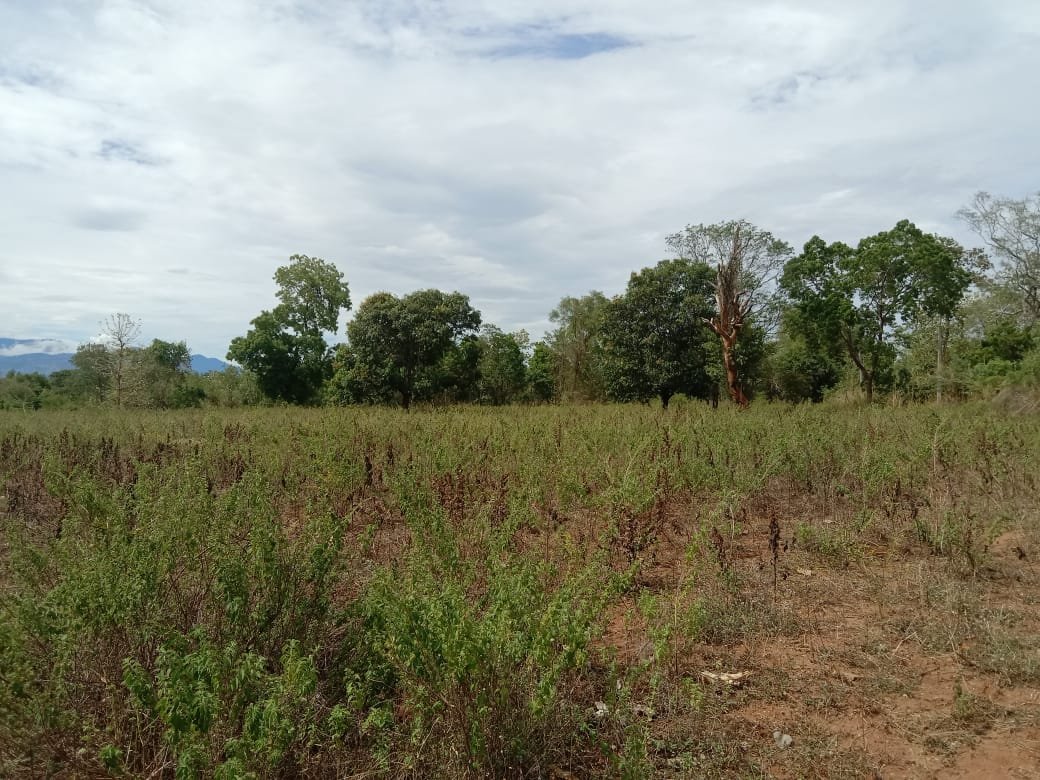 වැල්ලවාය – එහිලිවැව ප්‍රදේශයේ අක්කර 5ක වටිනා ඉඩමක් විකිණීමට