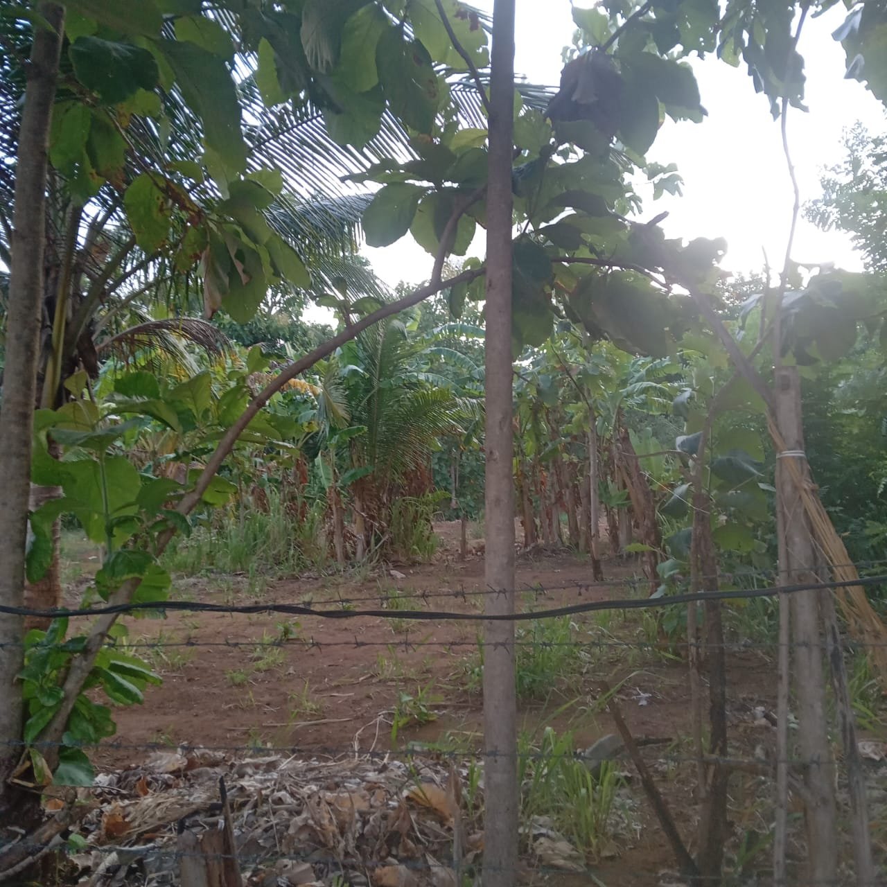 අනුරාධපුර නගරයට සහ ප්‍රධාන පාරට ආසන්නව, වගා ළිඳක් සහිත සාරවත් වගා ඉඩමක් වහාම විකිණීමට