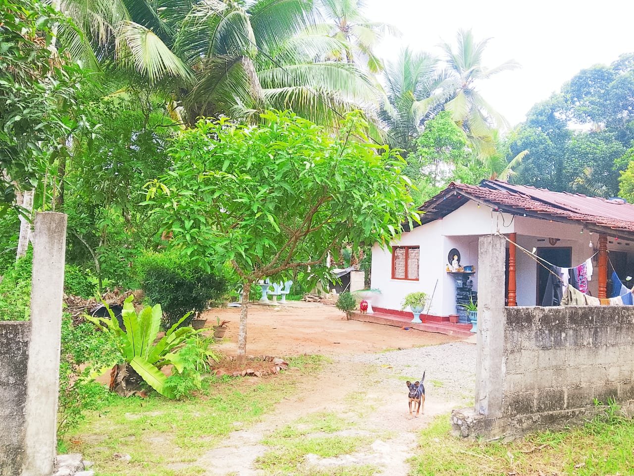 ඉතා ඉක්මනින් විකිණීමට – දිවුලපිටියෙන් අගනා නිවසක්!