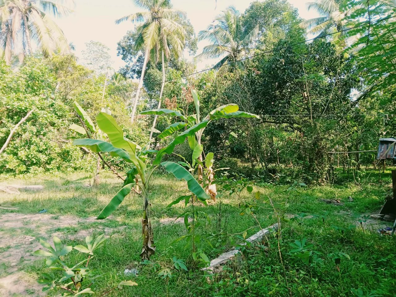 කටුනායක – ආඩිඅම්බලම, කලහපිටියේ පර්චස් 110ක වටිනා ඉඩමක් ඉක්මනින් විකිණීමට!
