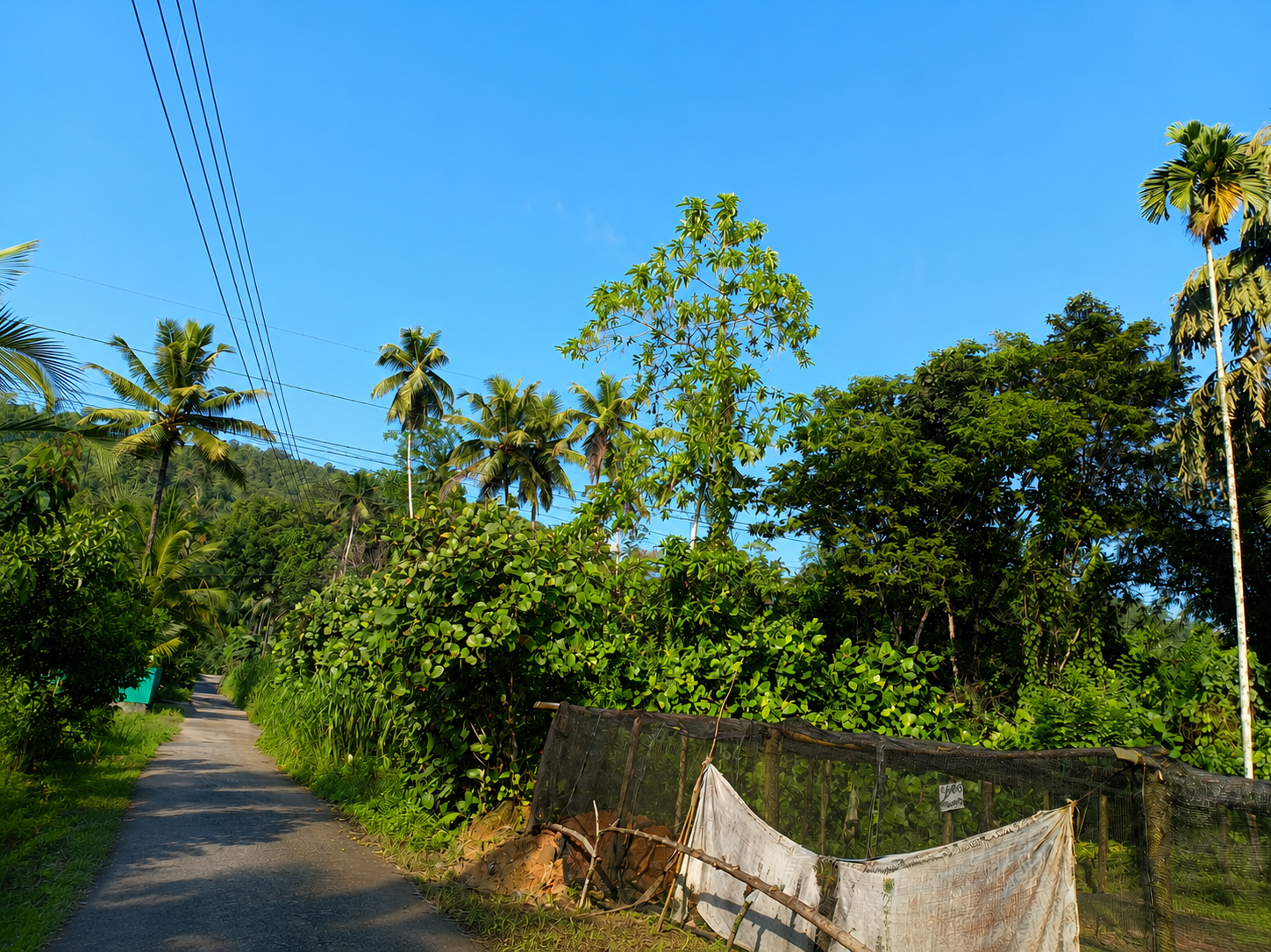 ඉඩමක් විකිණීමට – ඇල්පිටිය, එර්මුල්ල මිරිස්වත්ත